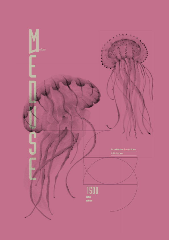 Affiche de méduse